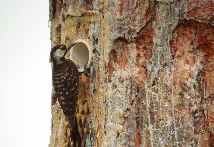 Endangered Red-cockaded woodpecker | Florida State Parks